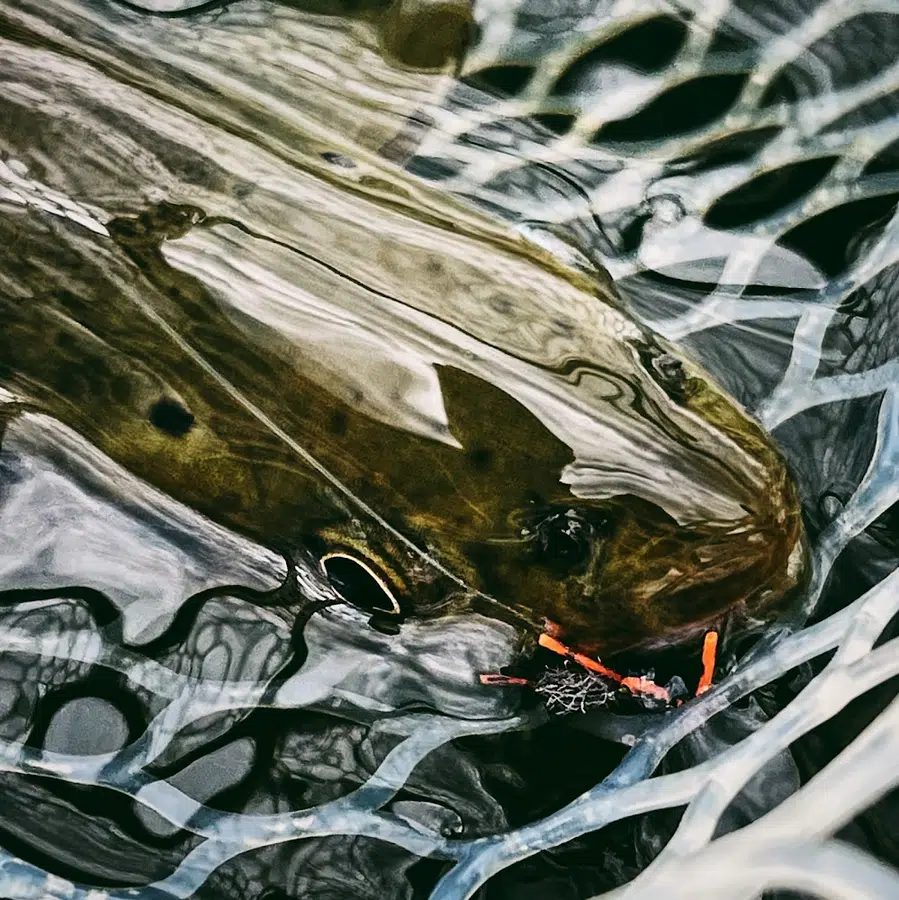 Park City Fly Fishing Guides